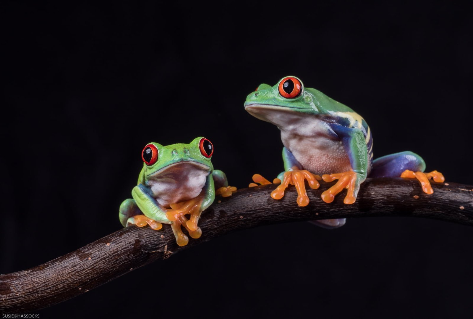 two Tree Frog on wood branch Two's company Olympus OMD MII 2k
