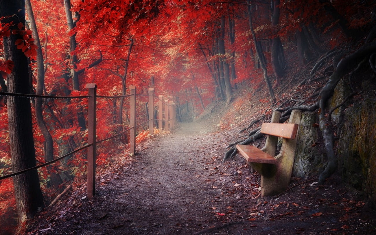 brown wooden bench empty beside red leaf trees nature