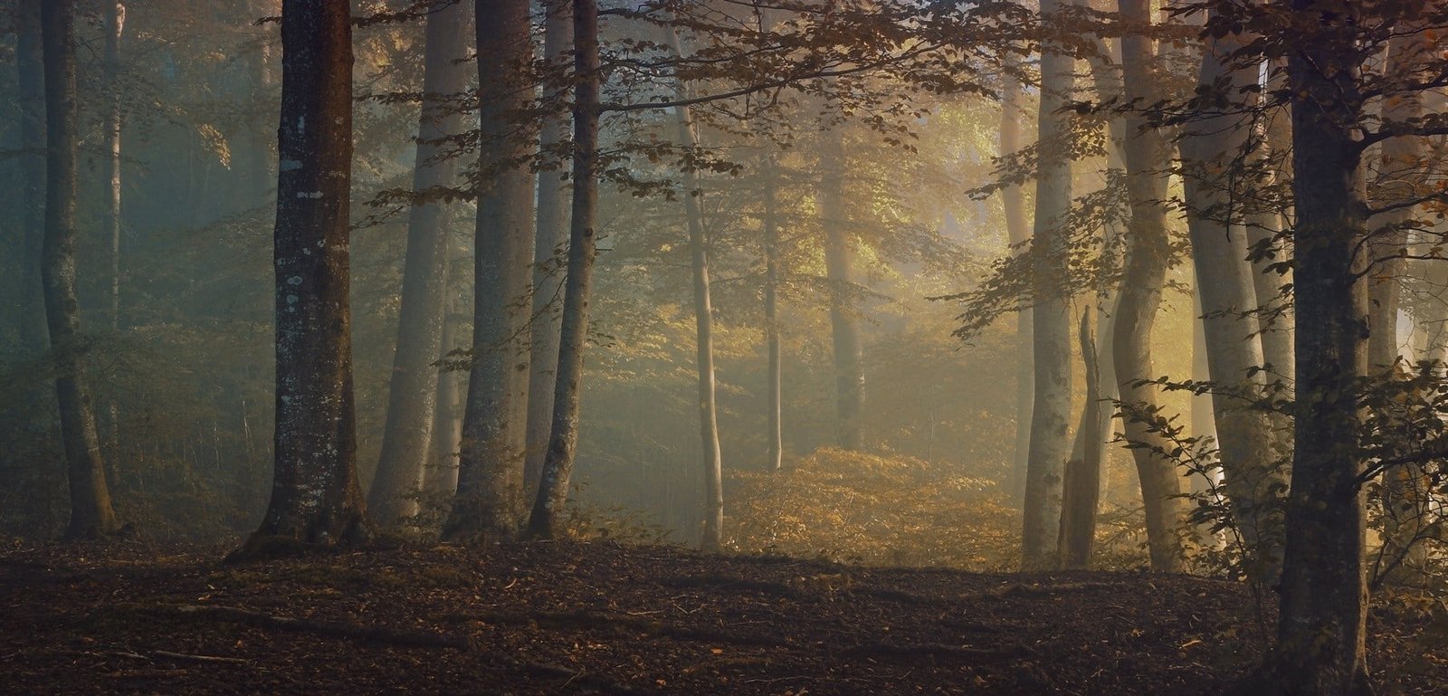 brown woods foggy forest fall leaves shrubs trees mist 2k