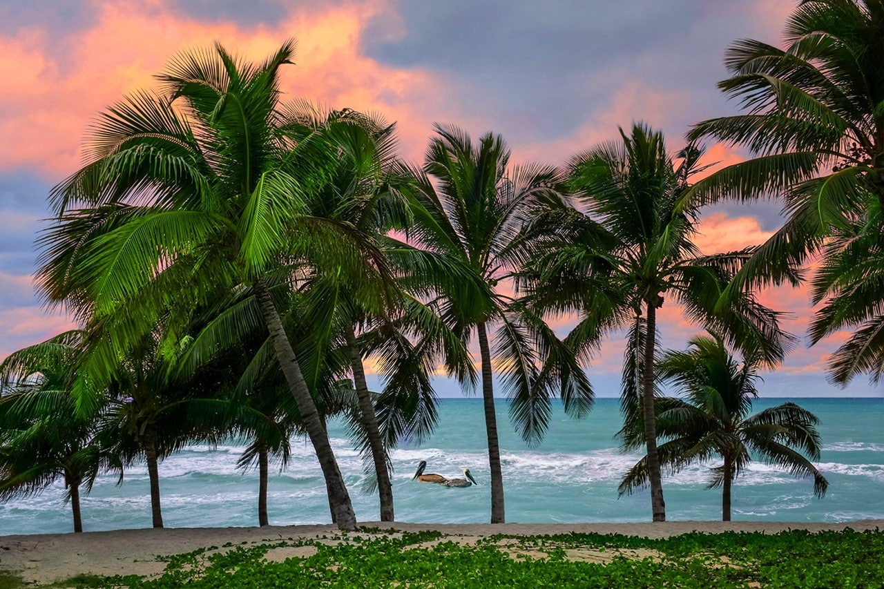 Caribbean tropical beach Cuba sea island pelicans palm trees