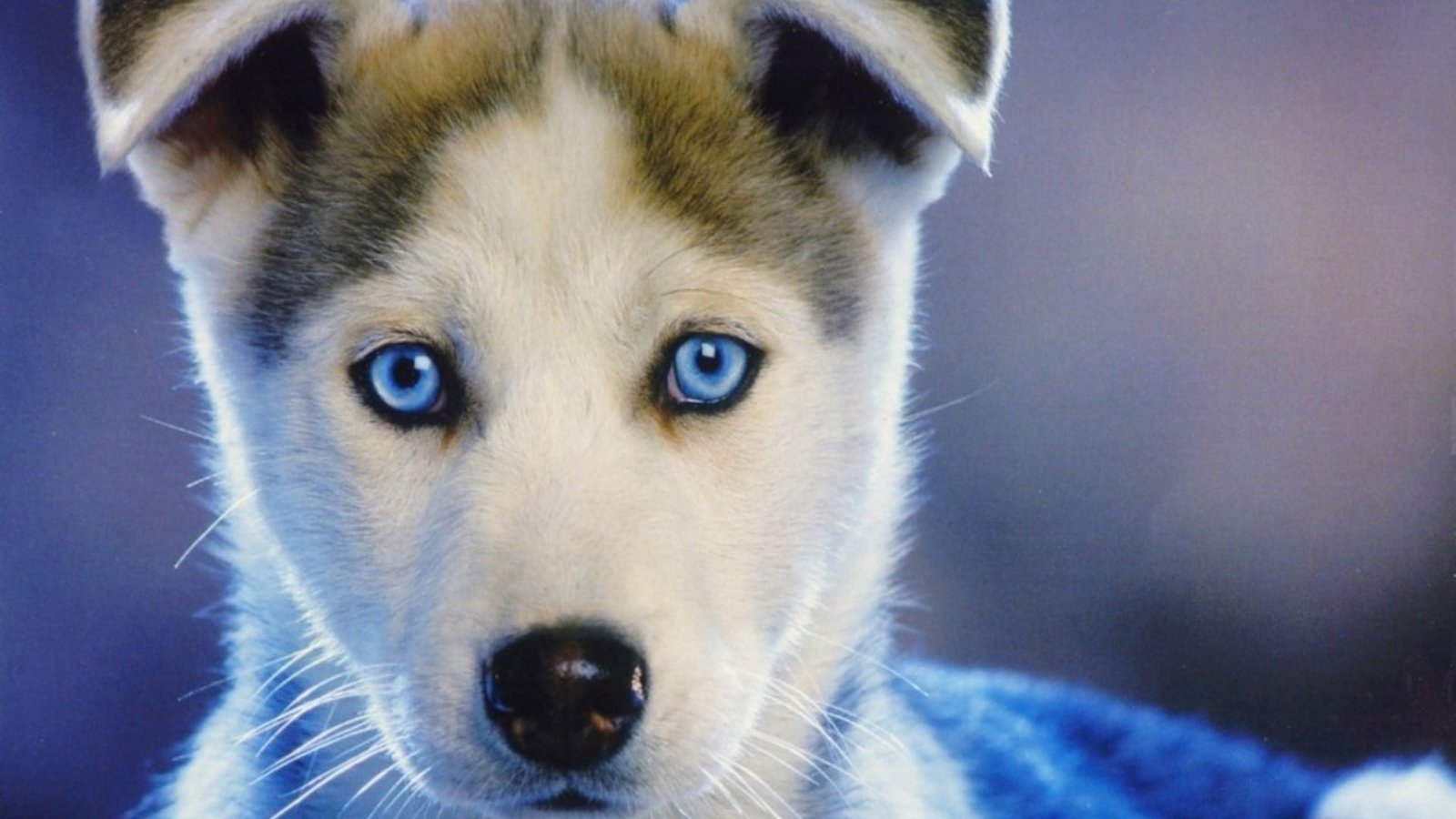 white and brown Siberian husky puppy dog blue eyes nature 2k