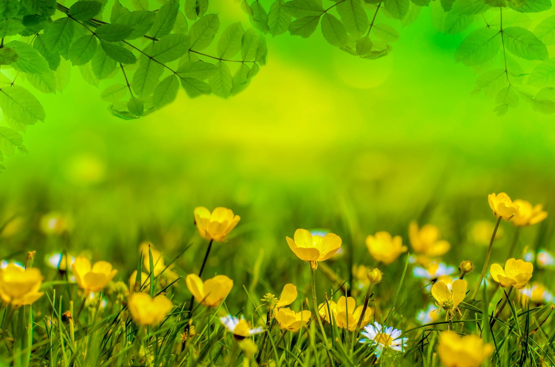 yellow flower field spring background meadow easter green 2k