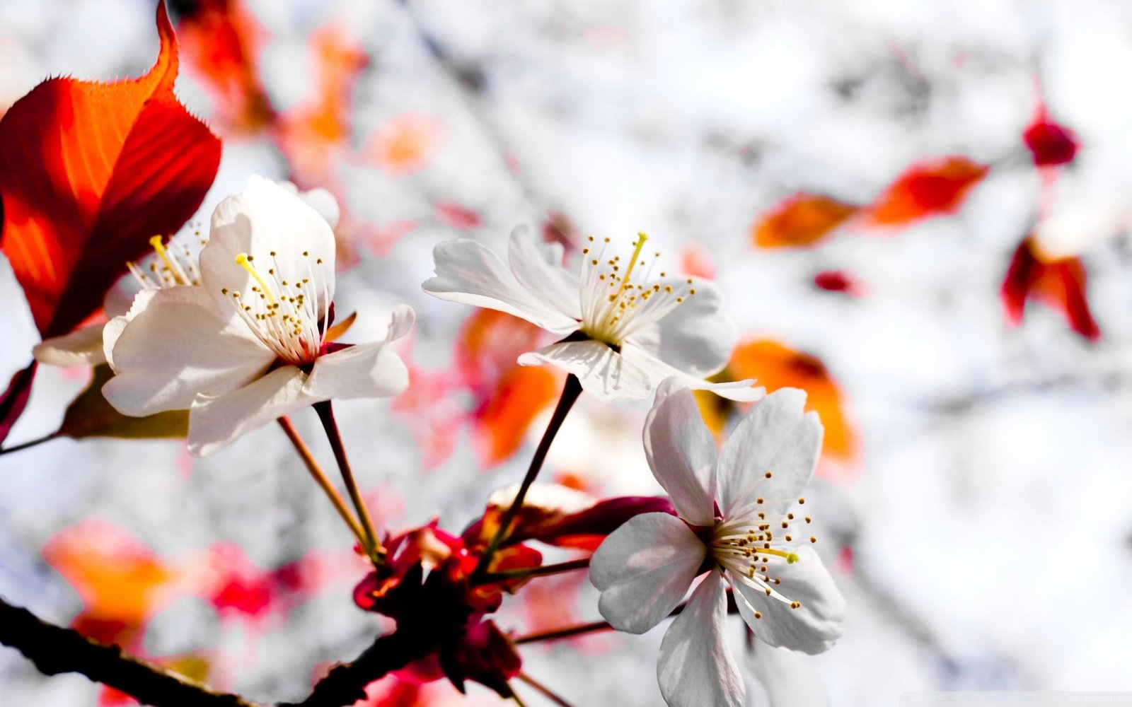 white cherry blossom flowers spring nature flowering plant 2k