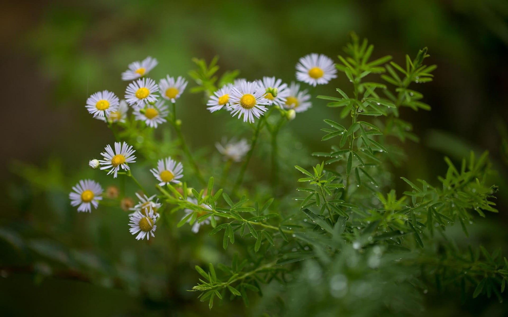white daisy flowers nature plants daisies depth of field 2k