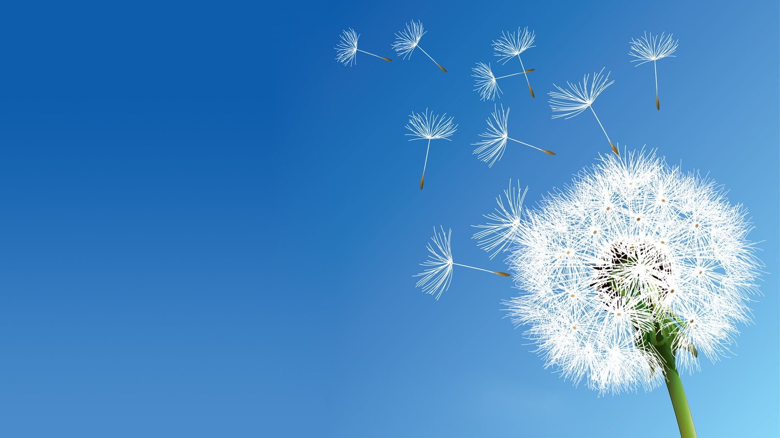 white dandelion flower nature flowers clear sky copy space 2k