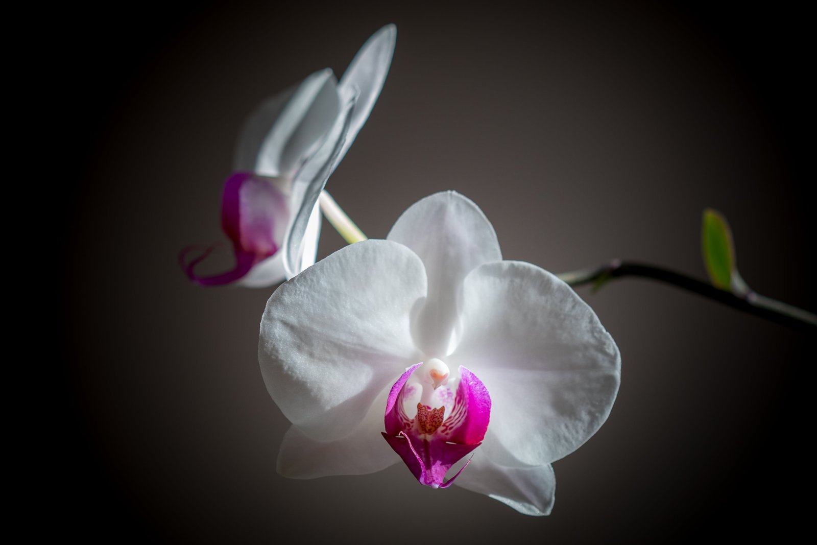 close up focus photography of white and pink Moth Orchid Flowers 2k 4k