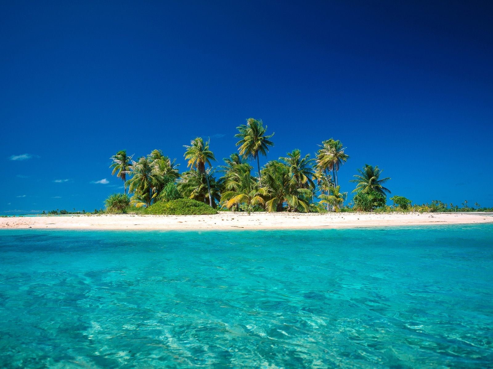 coconut trees on island surrounded with water beach tropical 2k