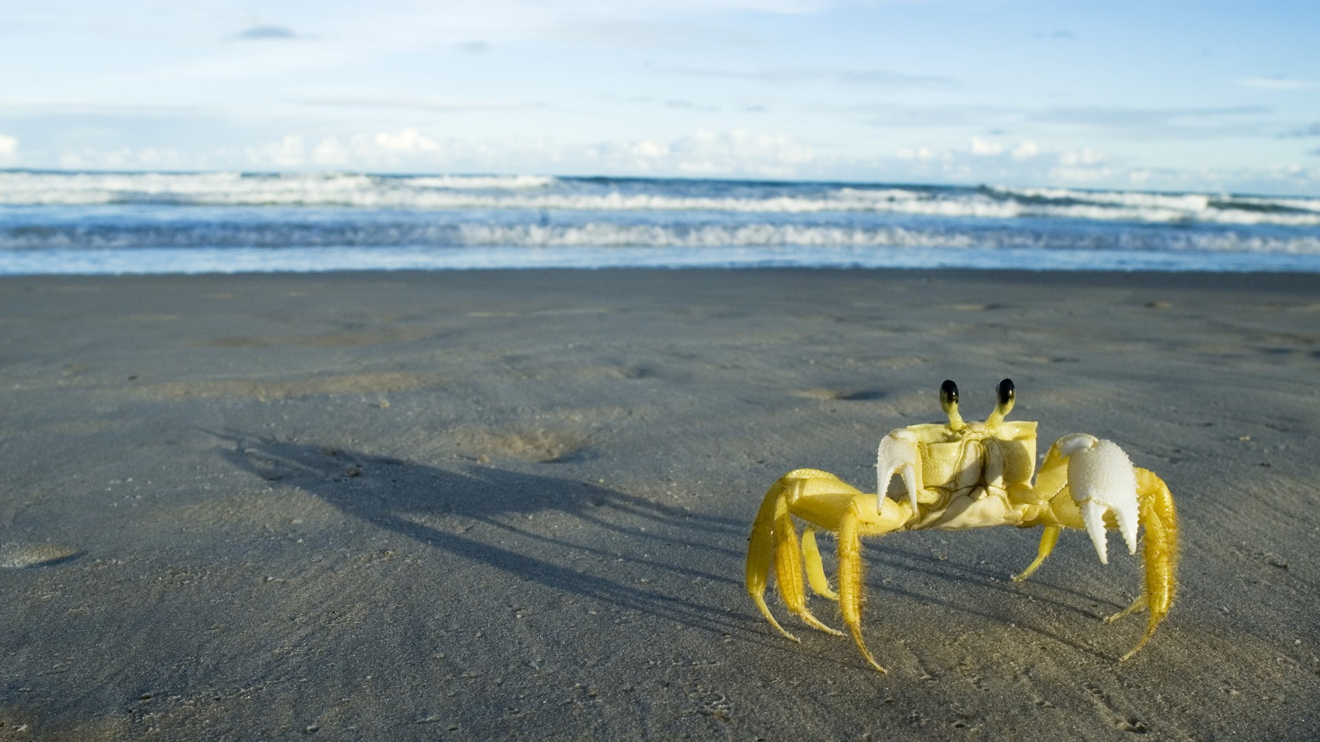 crabs beach crustaceans sea land sand water sky horizon over 2k