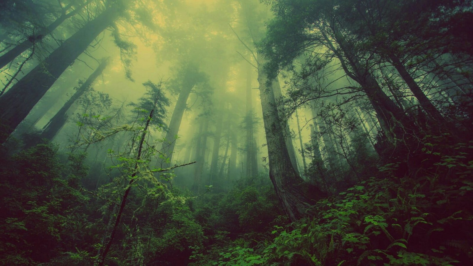 forest mist fog misty woods foggy nature green woodland 2k