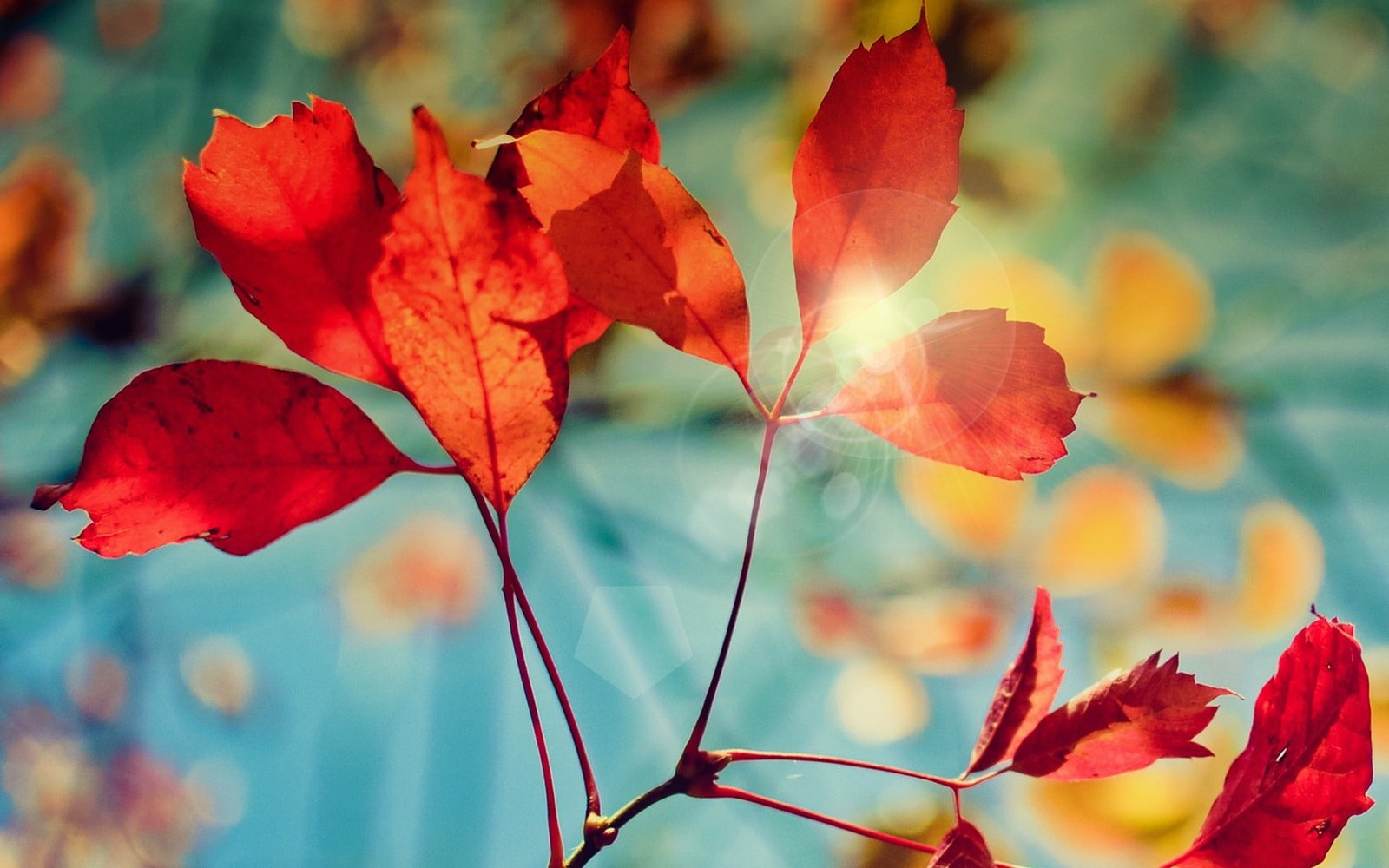 Golden Autumn Nature Scenery HD Wallpaper 19 beauty in nature 2k