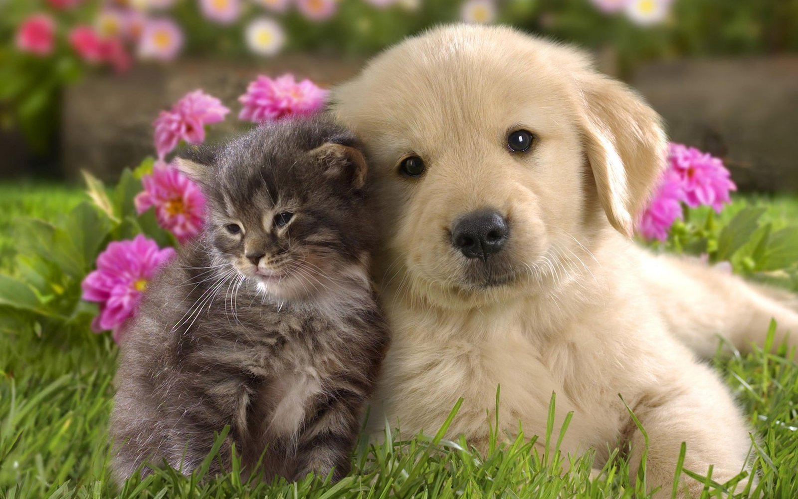 golden retriever puppy nature animals grass puppies kittens 2k