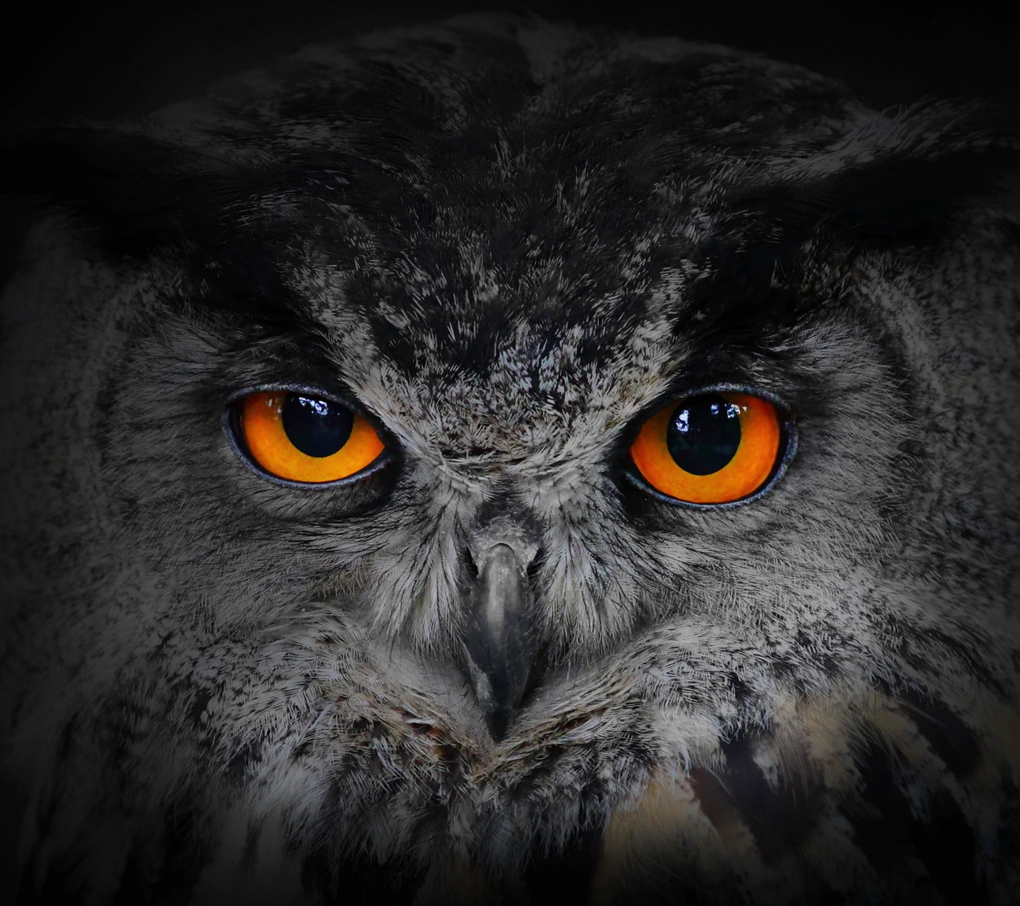 gray and black owl nature animal one themes