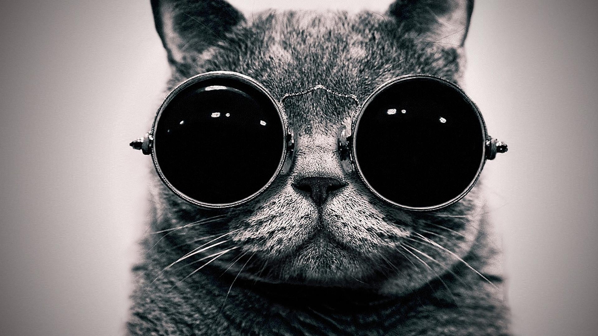 gray cat wearing sunglasses digital wallpaper grayscale photo of 2k