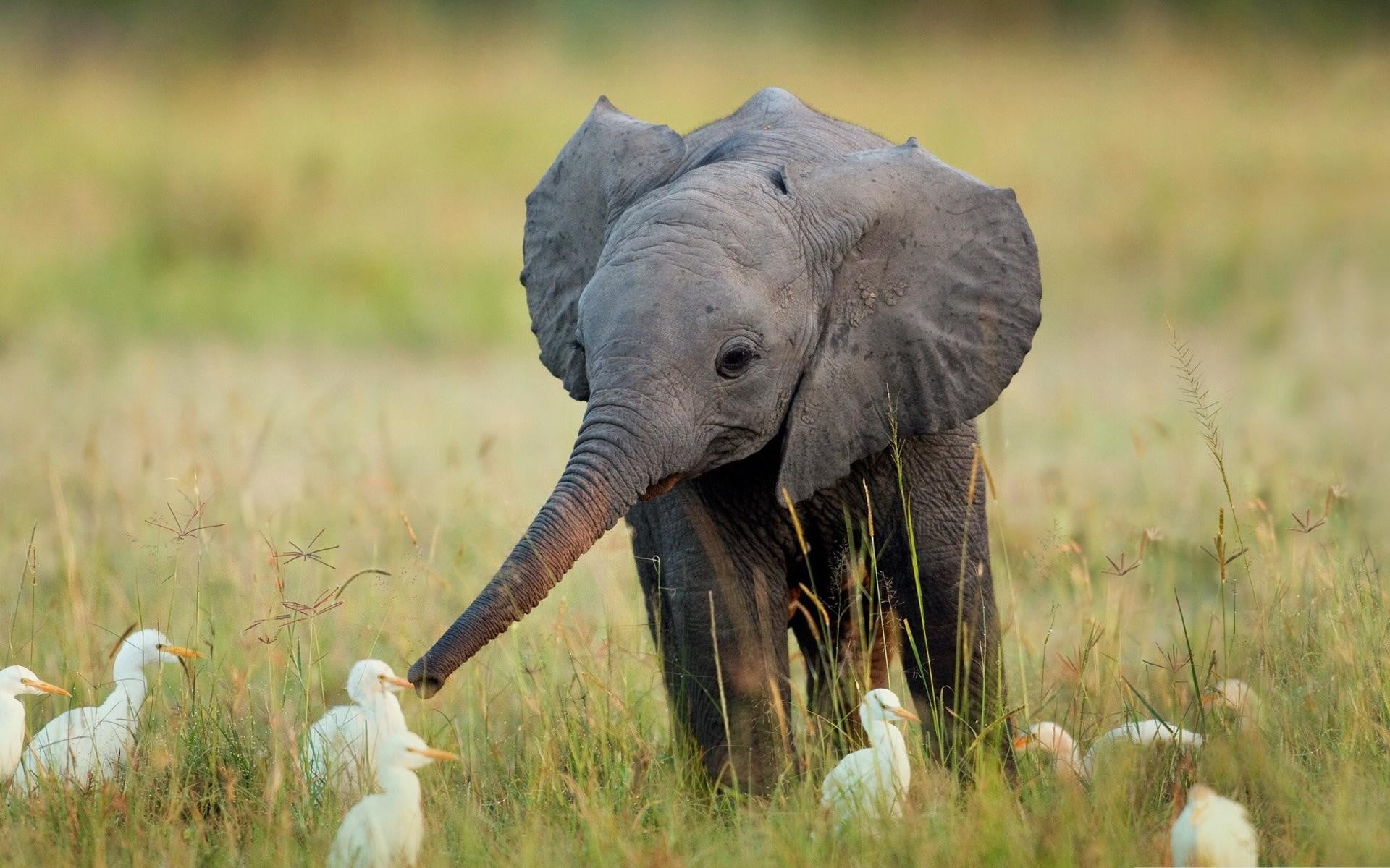 gray elephant and flock of birds nature animals playing grass 2k
