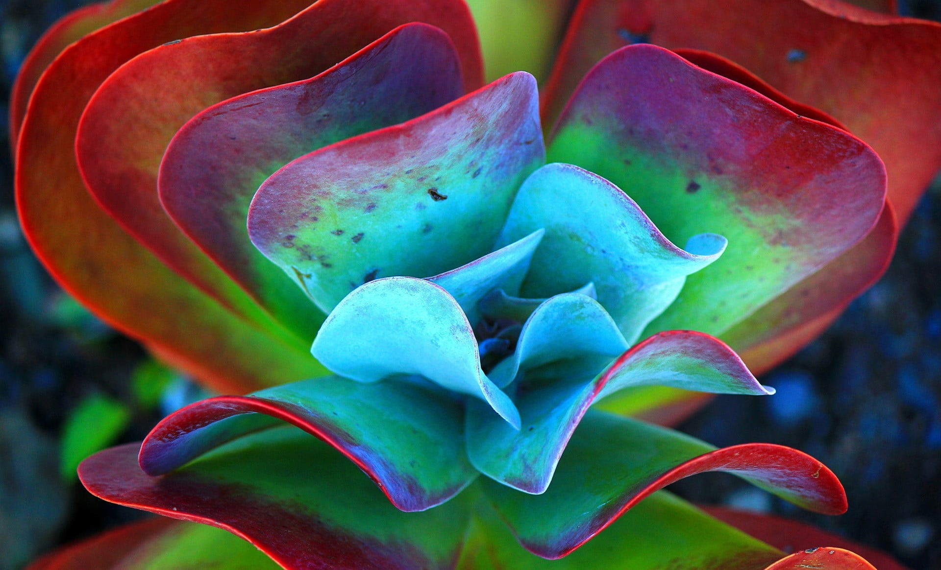green and red succulent plantflower selective focus photography of plant 2k