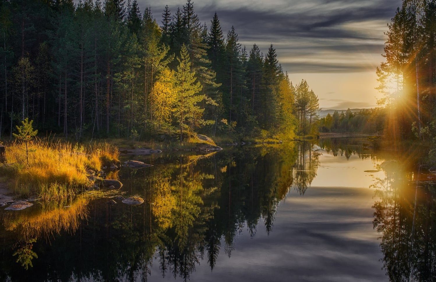 green leafed tree landscape photo of forest near body water during golden hour
