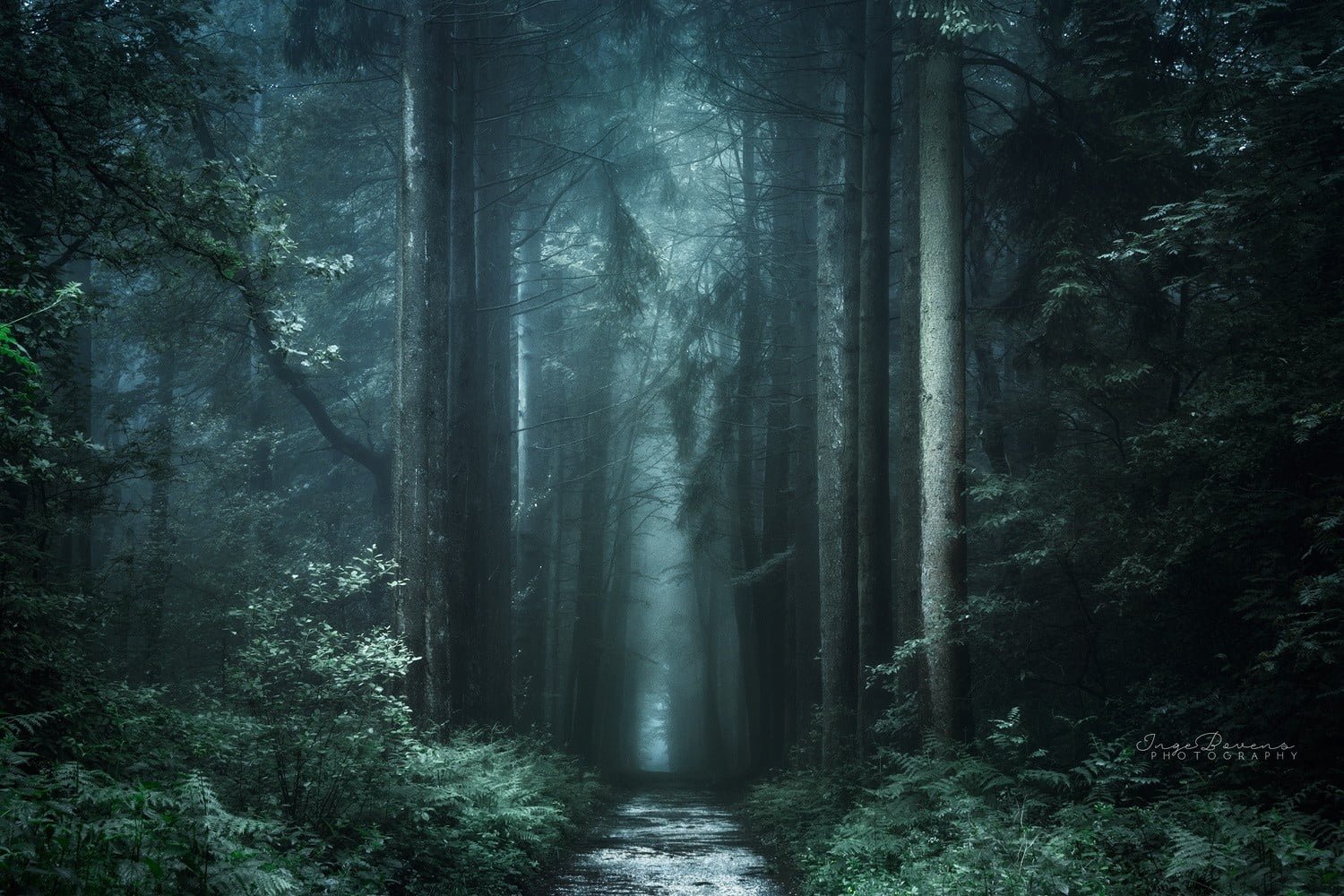 green leafed trees wallpaper desired pathway covered by 2k