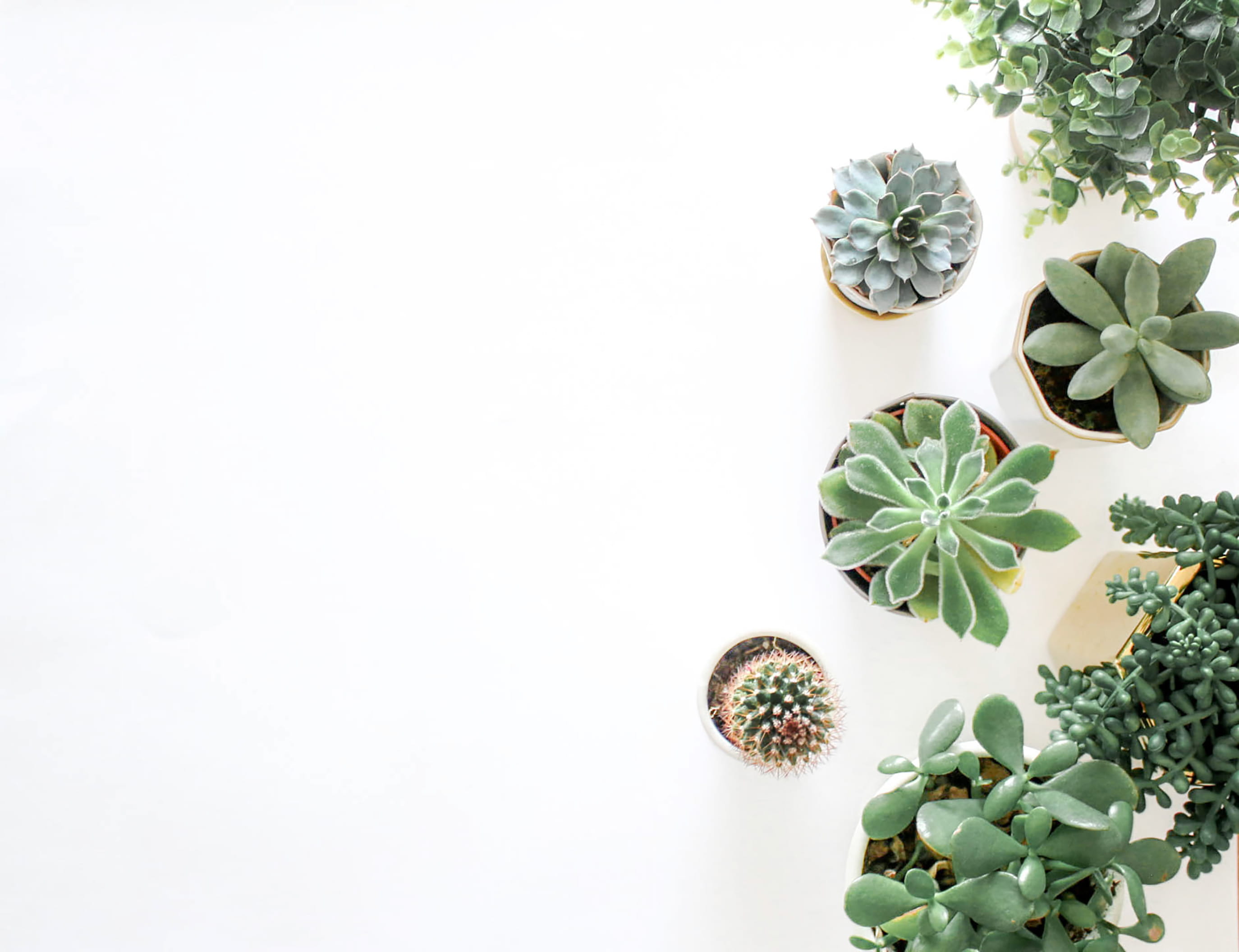 Green Succulent Plants On Pots decor flatlay from above house plant 2k