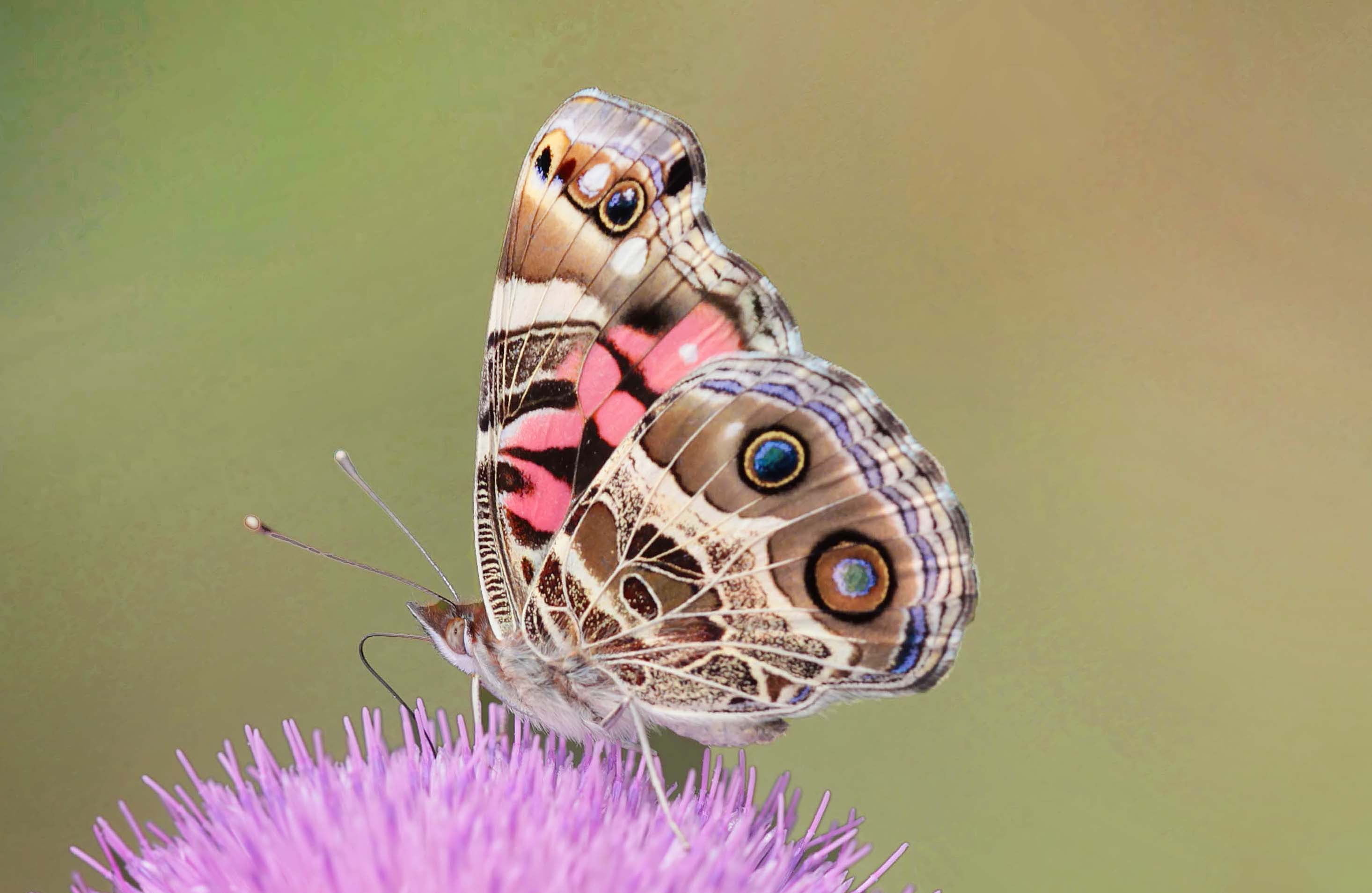 macro photography of brown spotted butterfly perched on purple flower american lady 2k