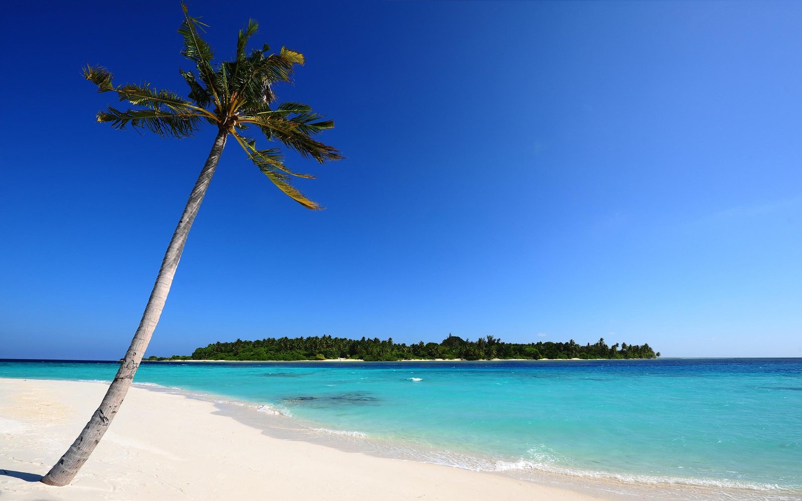 Maldivian Beach Background Images coconut palm beaches 2k