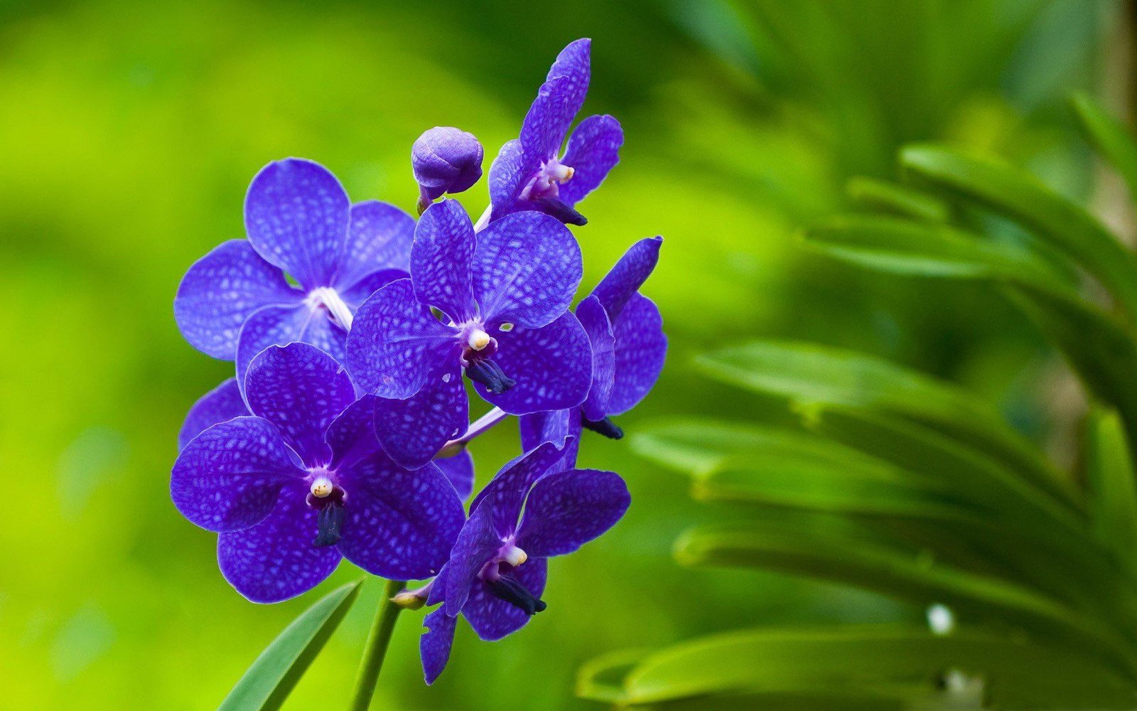 Nature Flowers Macro Orchids Blue Vanda Photo Download 2k