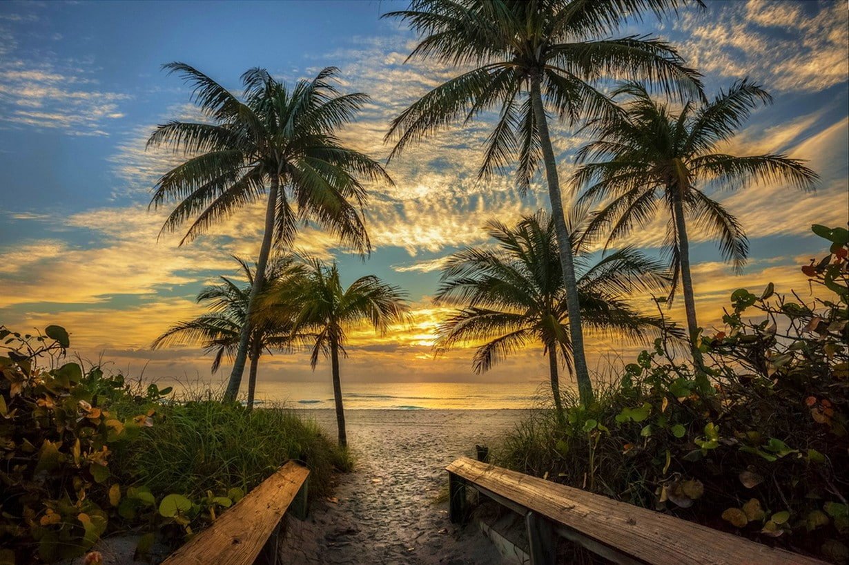 nature landscape beach palm trees sky clouds sand path