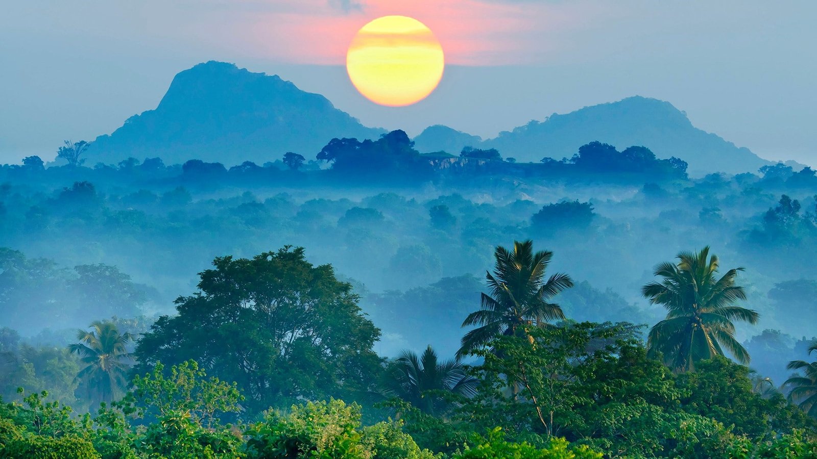 nature sky vegetation palms morning dawn mount scenery 2k