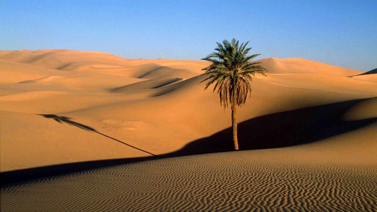 Palm Tree Desert Dunes Sand HD nature 2k