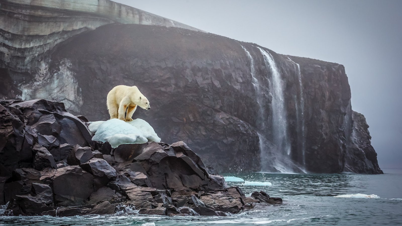 polar bears nature sea glaciers waterfall rock rocks 2k