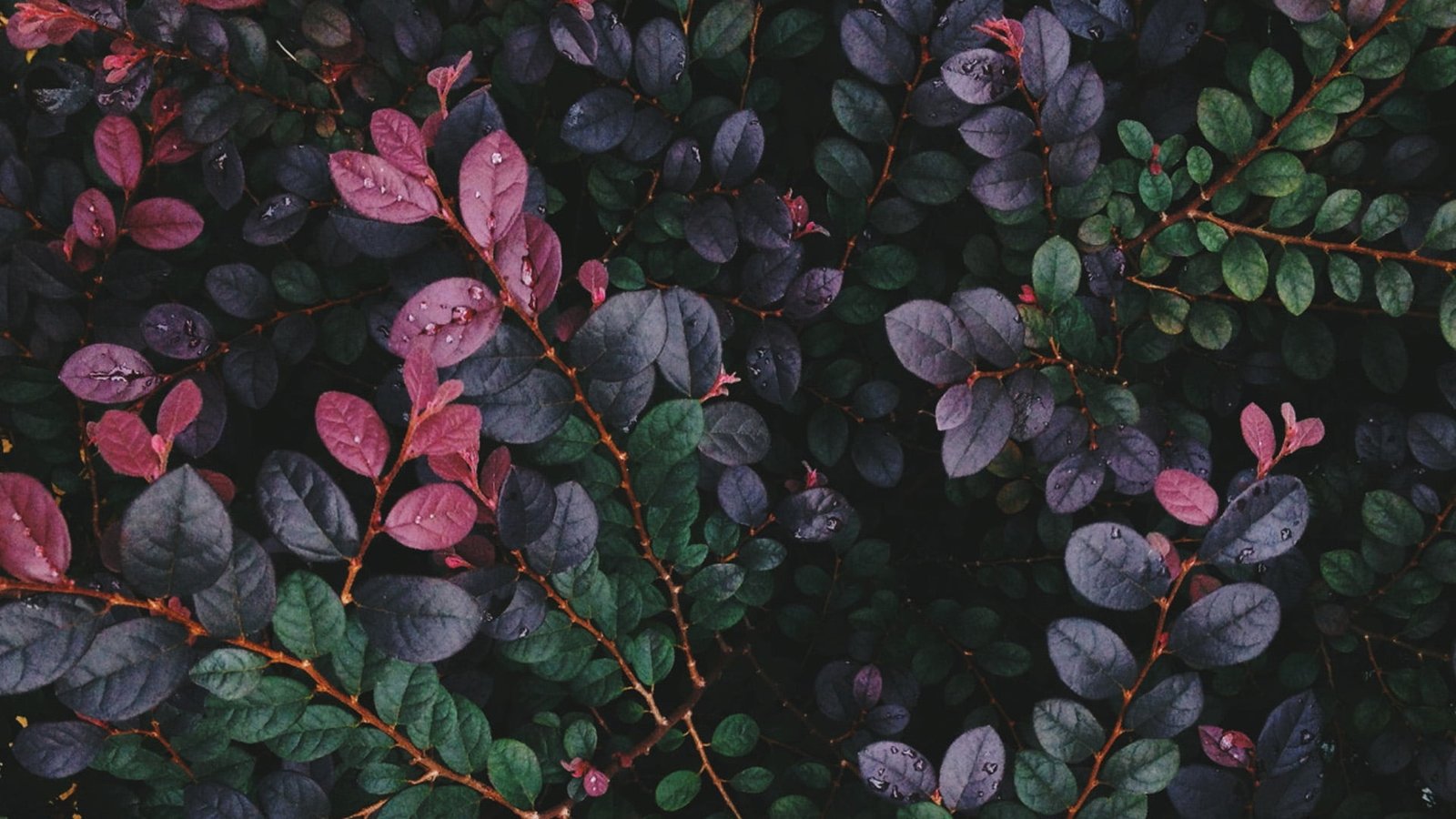 red and green leaf plants leaves nature plant part growth 2k