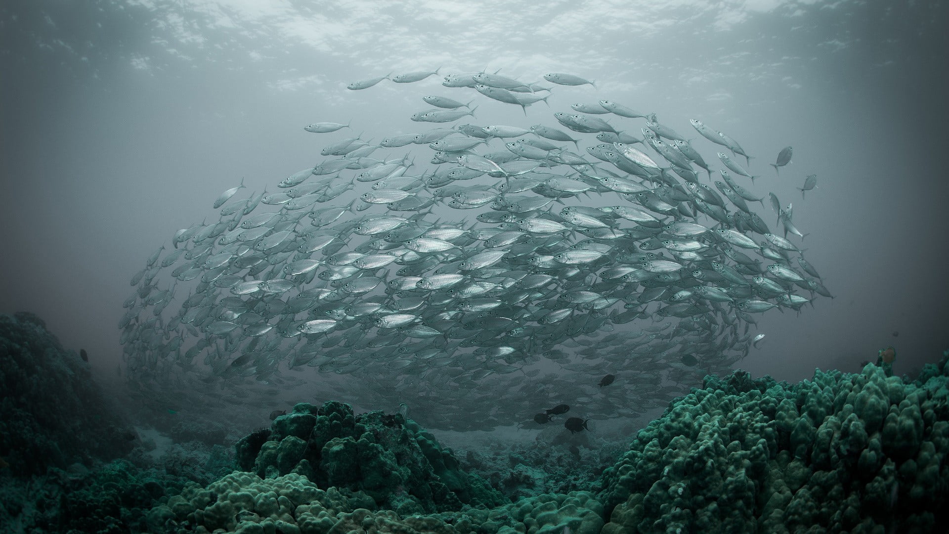 school of gray fish nature water underwater sea shoal 2k