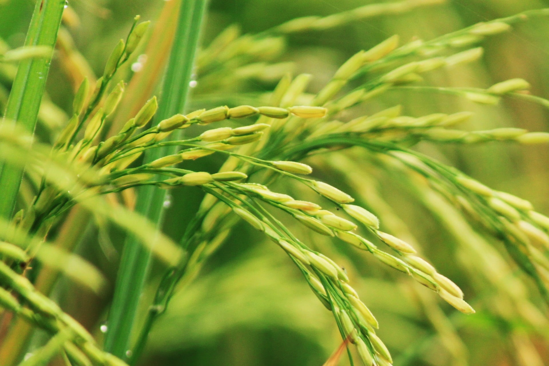 selective focus photograph of rice plant padi field indonesian 2k