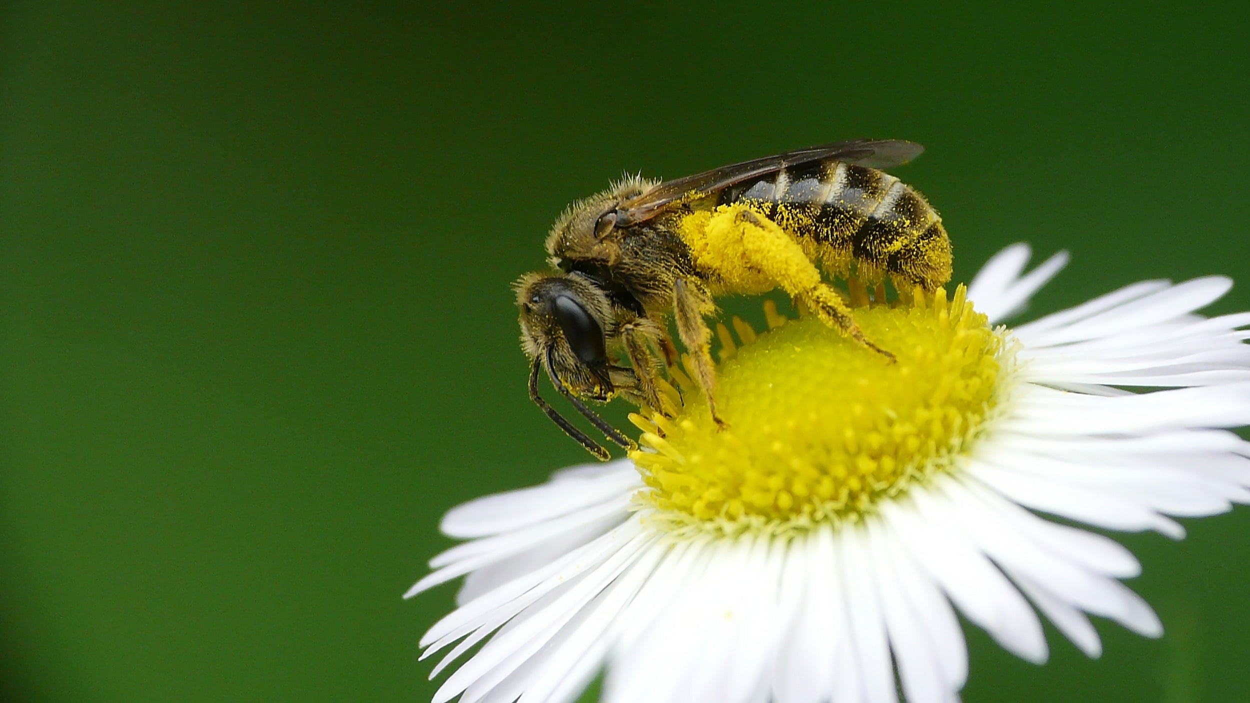 shallow focus photography of Honey bee on daisy flower pollen 2k