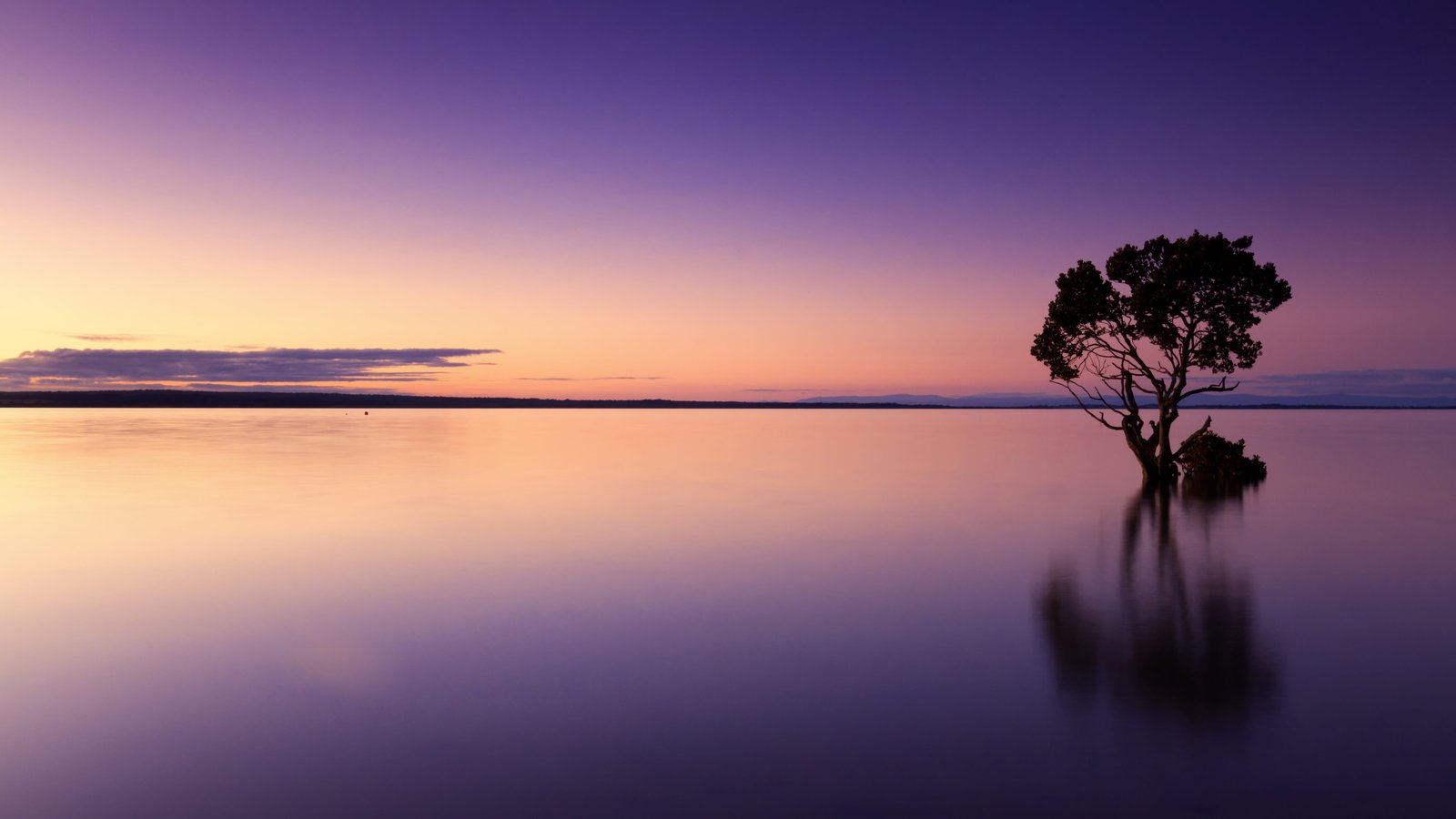 silhouette photo of tree on body water sunset nature landscape 2k 4k 5k
