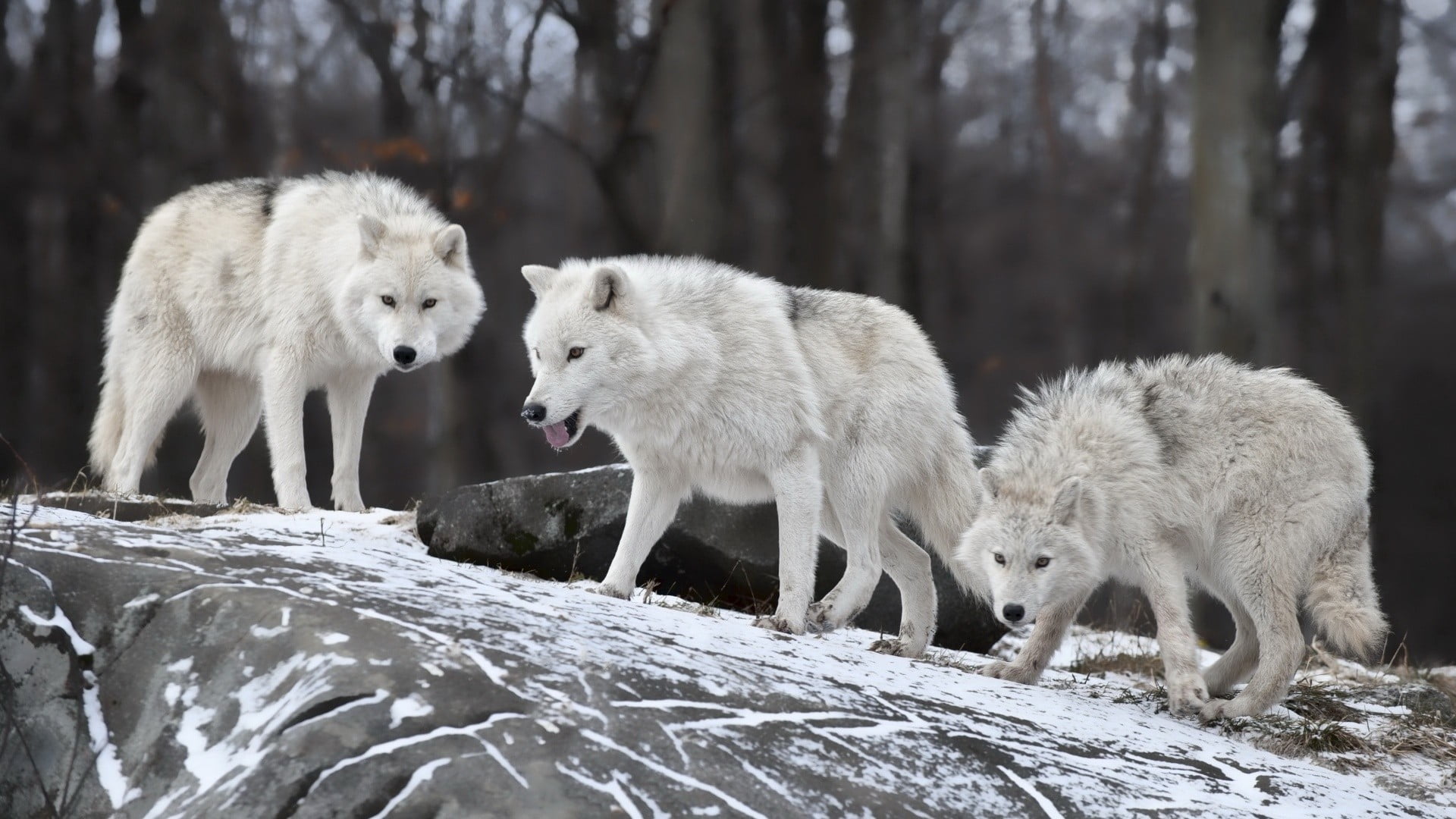 three white wolves wolf snow animals nature group of 2k