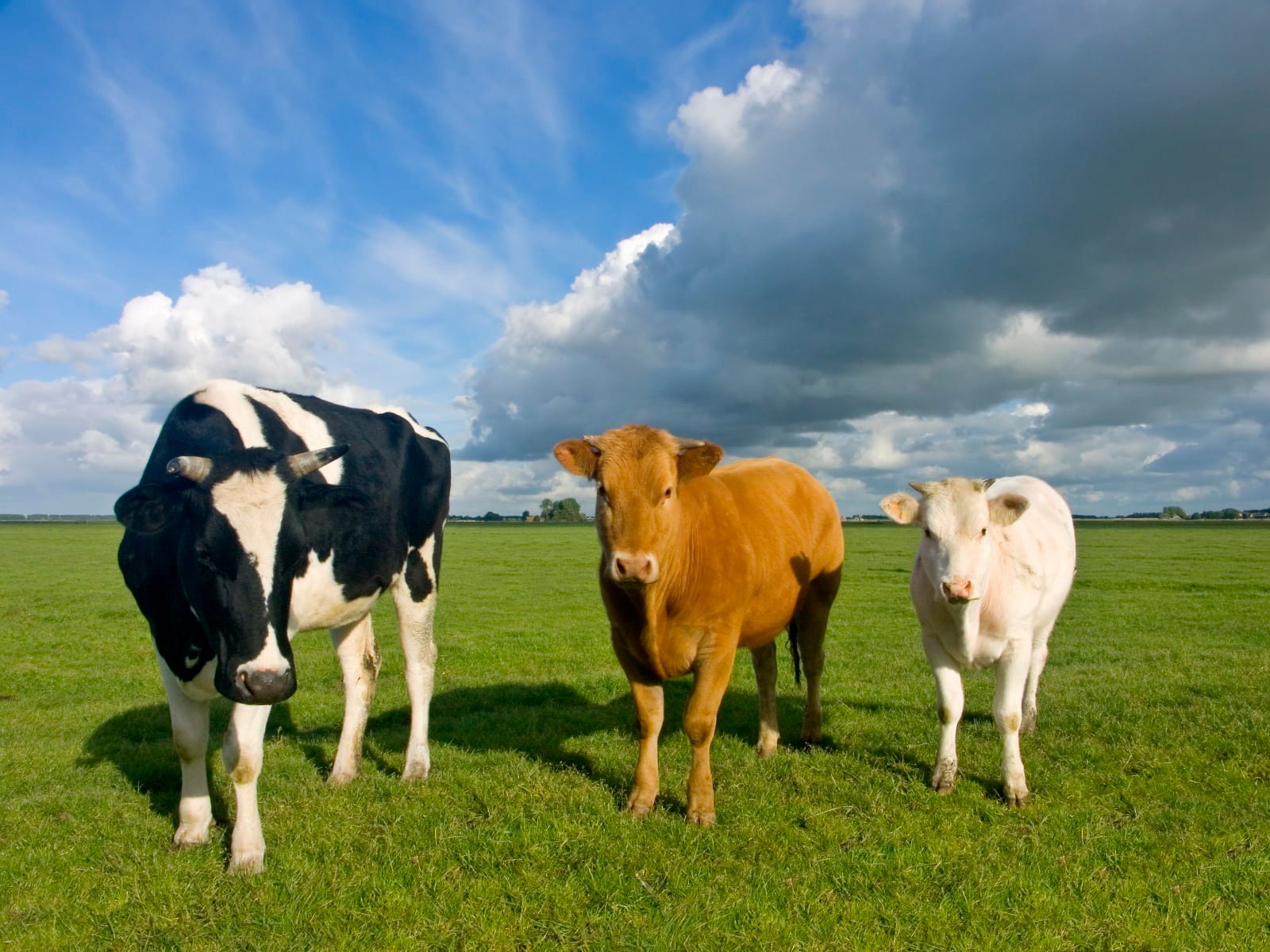 three white black and brown cows Farm general services 2k
