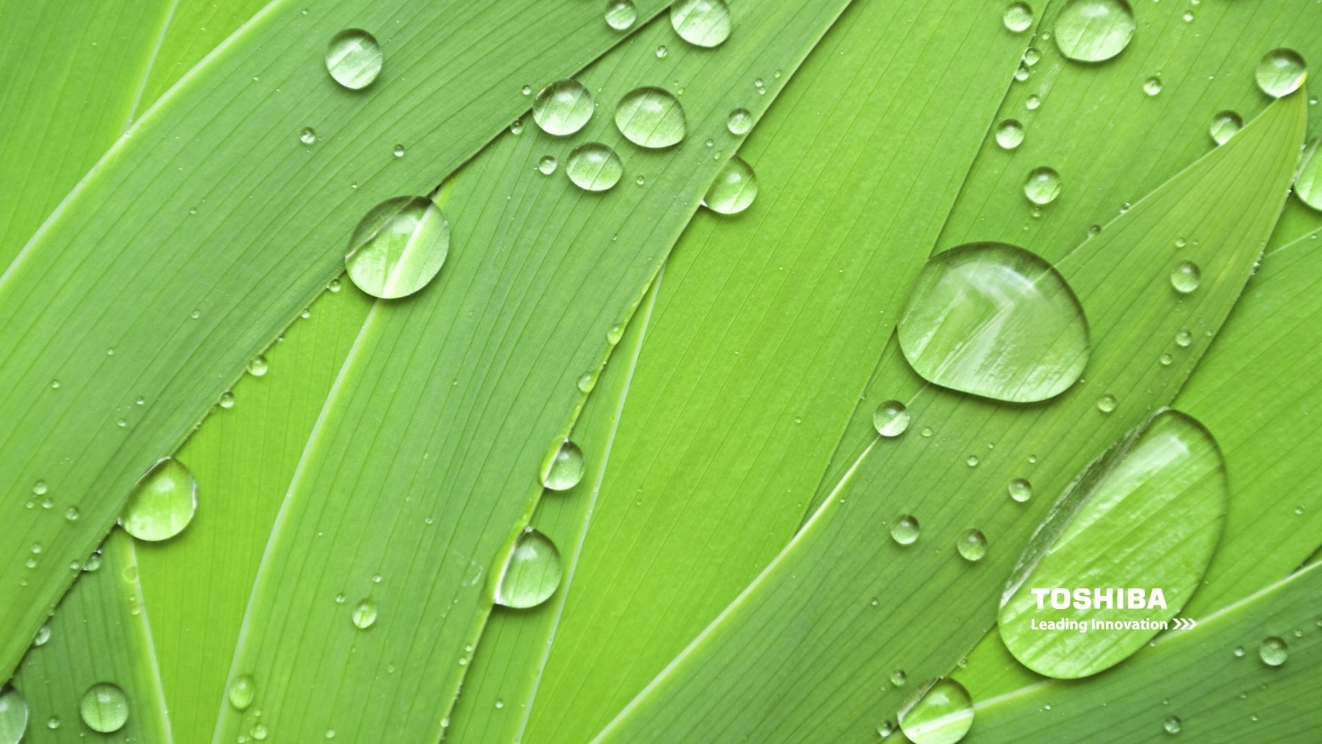 Toshiba natural green 2k