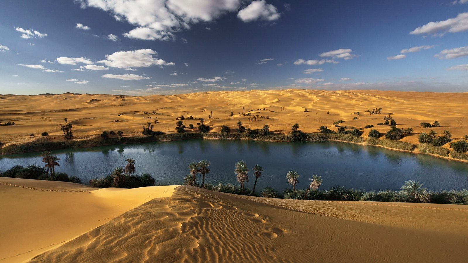 trees on desert near lake landscape oasis oases palm 2k