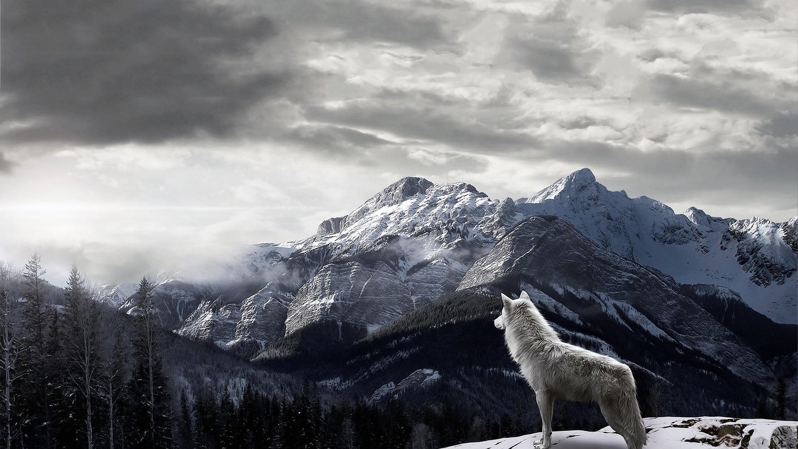 wolf mountains wolfes trees snow nature 2k