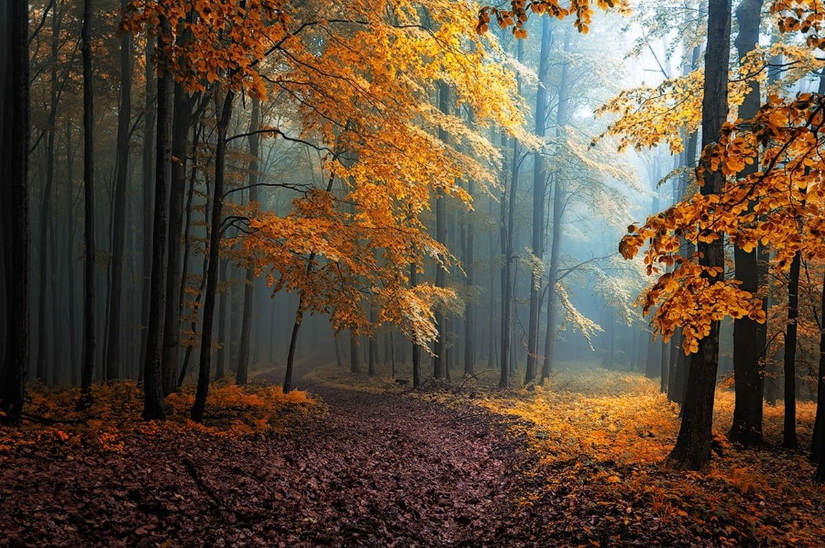 yellow leafed tree fall mist leaves forest road trees path