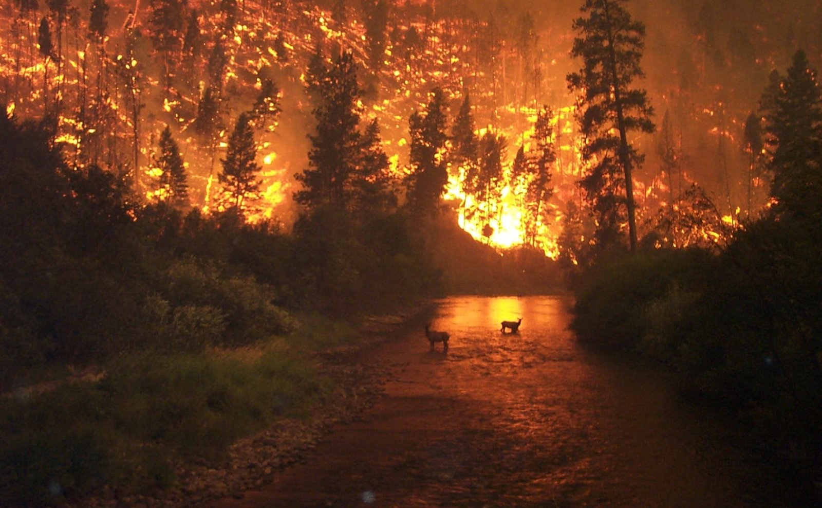 forest fire scenery brand conflagration natural disaster smoke 2k