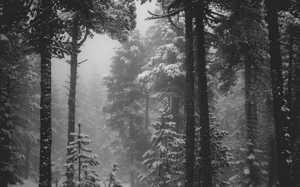 grayscale photo of snow forest landscape nature monochrome