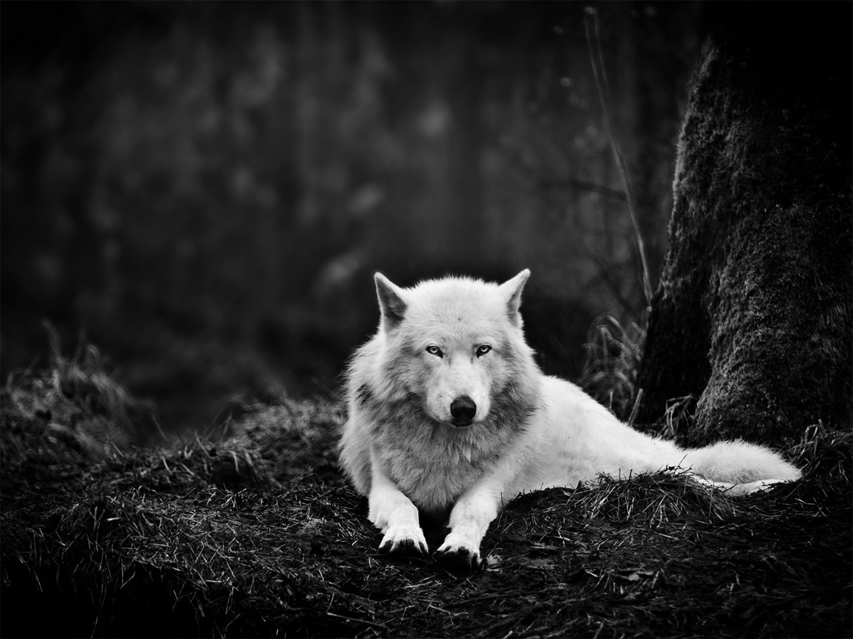 grayscale photo of wolf a forest monochrome 2k
