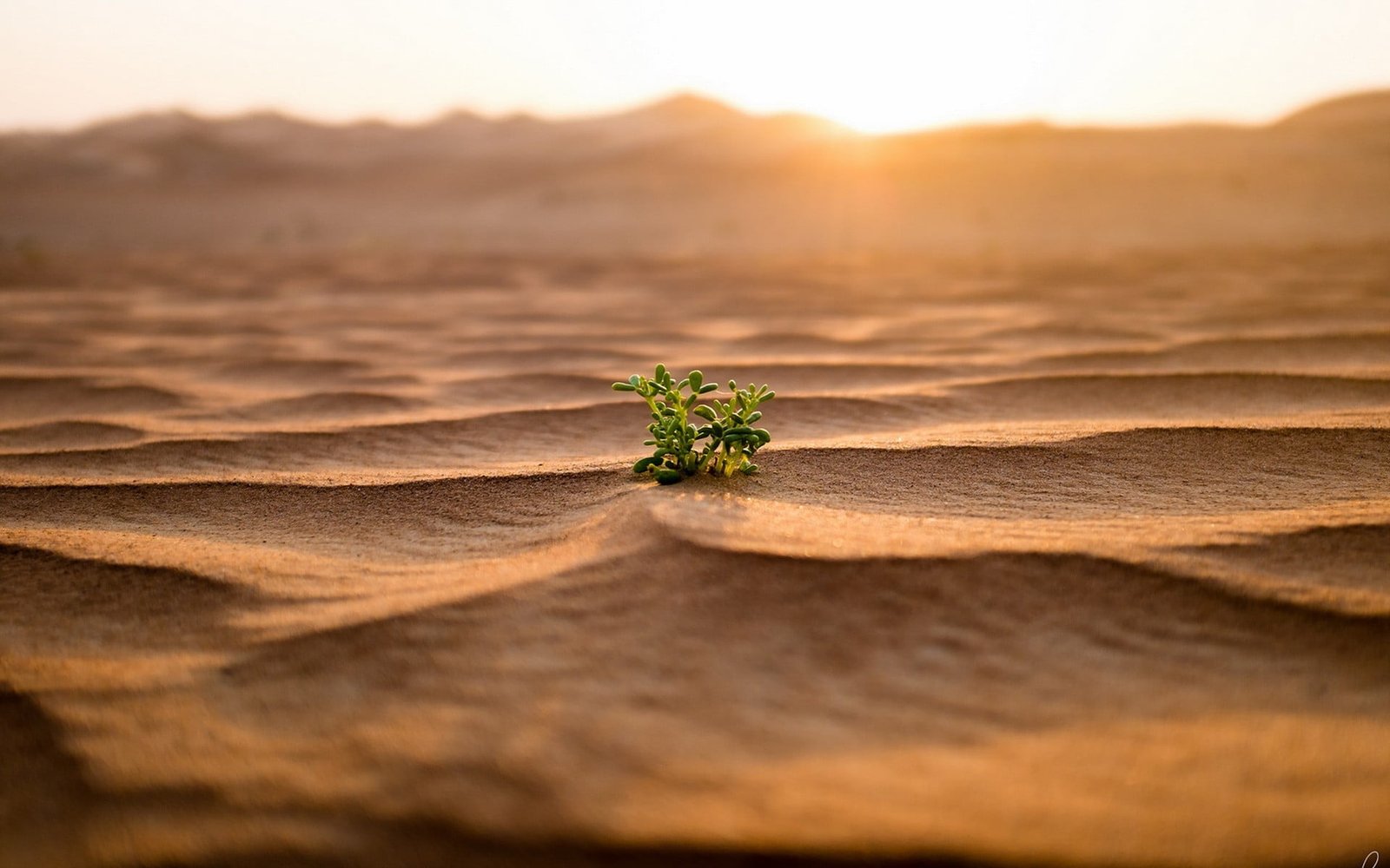 green leafed plant nature landscape desert sand plants leaves 2k
