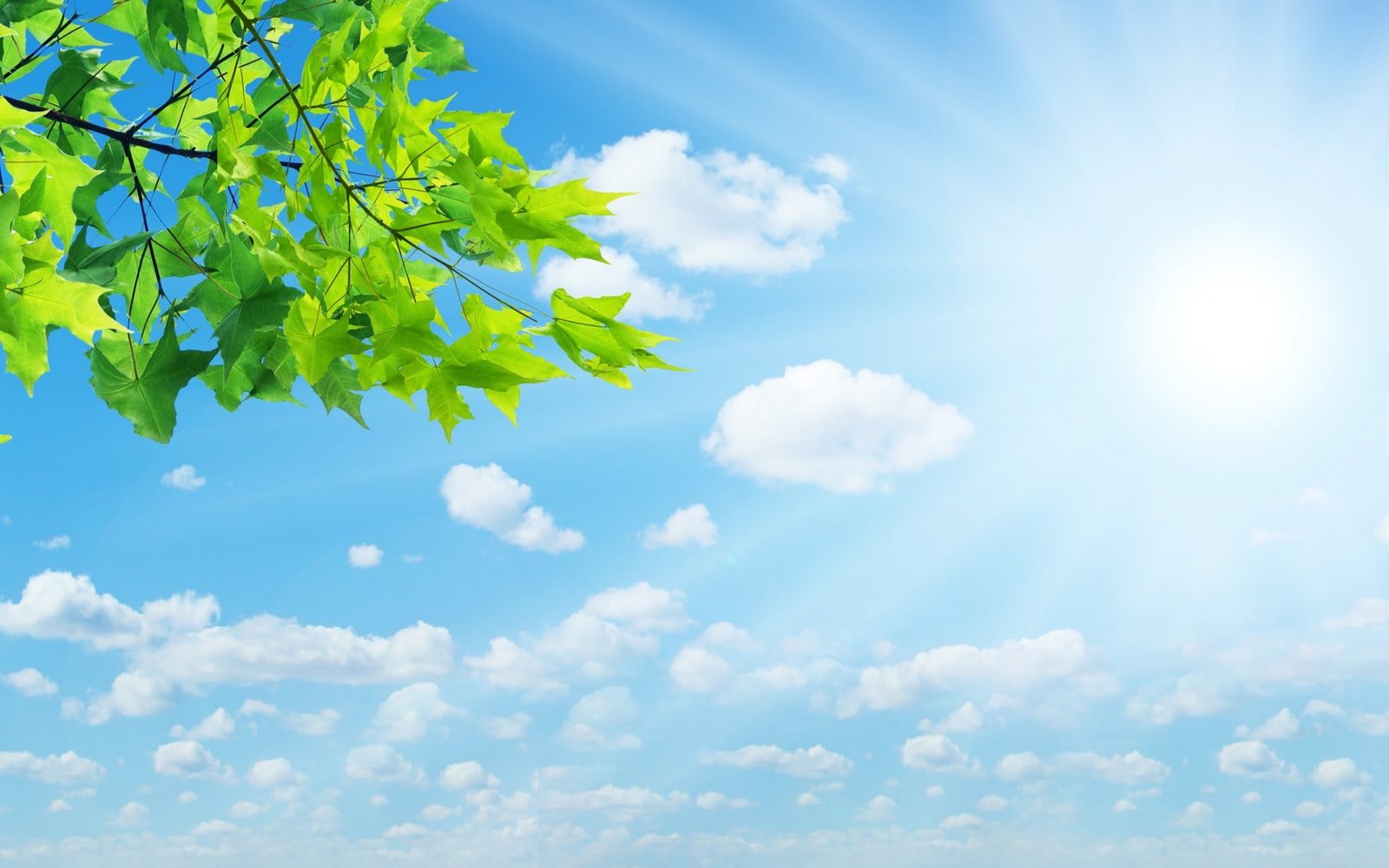 green leafed plant nature sunlight leaves cloud sky low angle view 2k