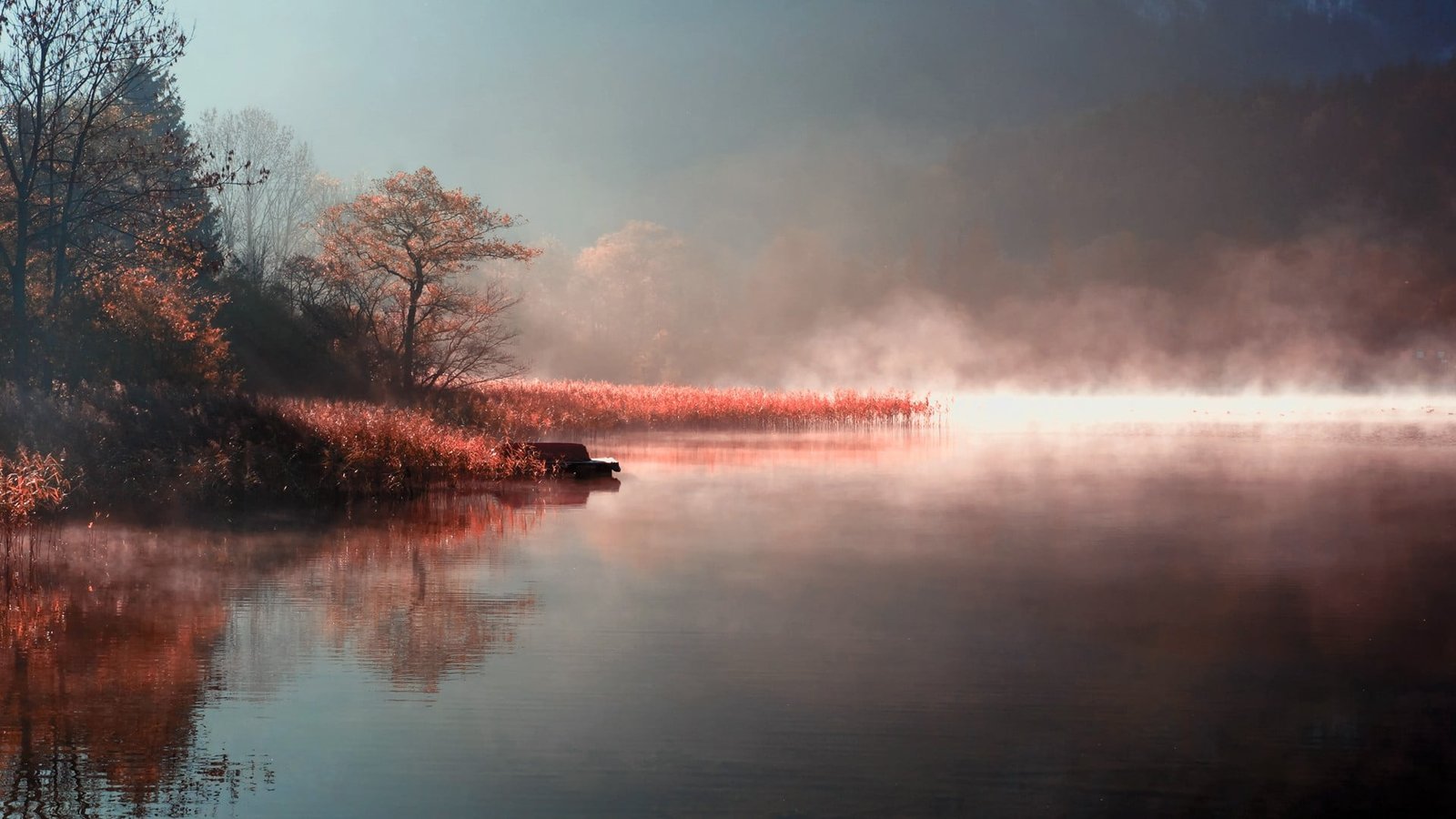 green leafed tree nature mist landscape trees reflection 2k