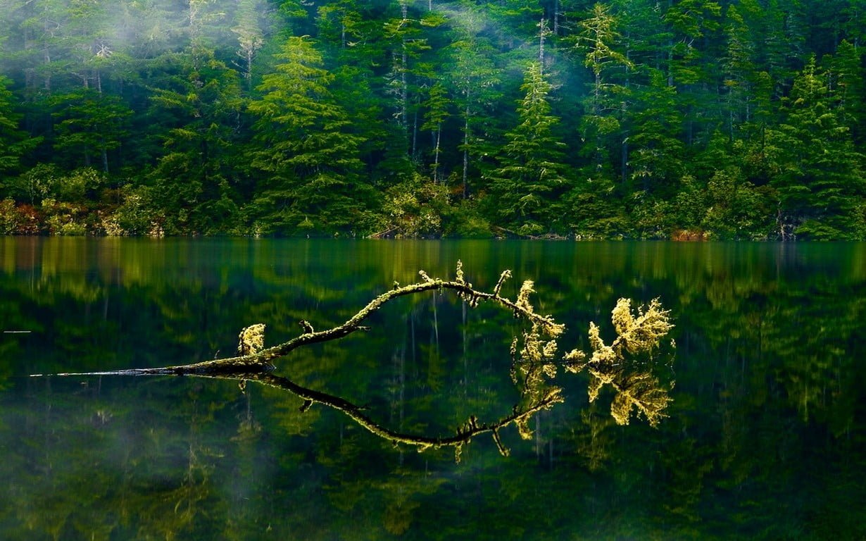 green leafed trees nature landscape Oregon lake mist forest