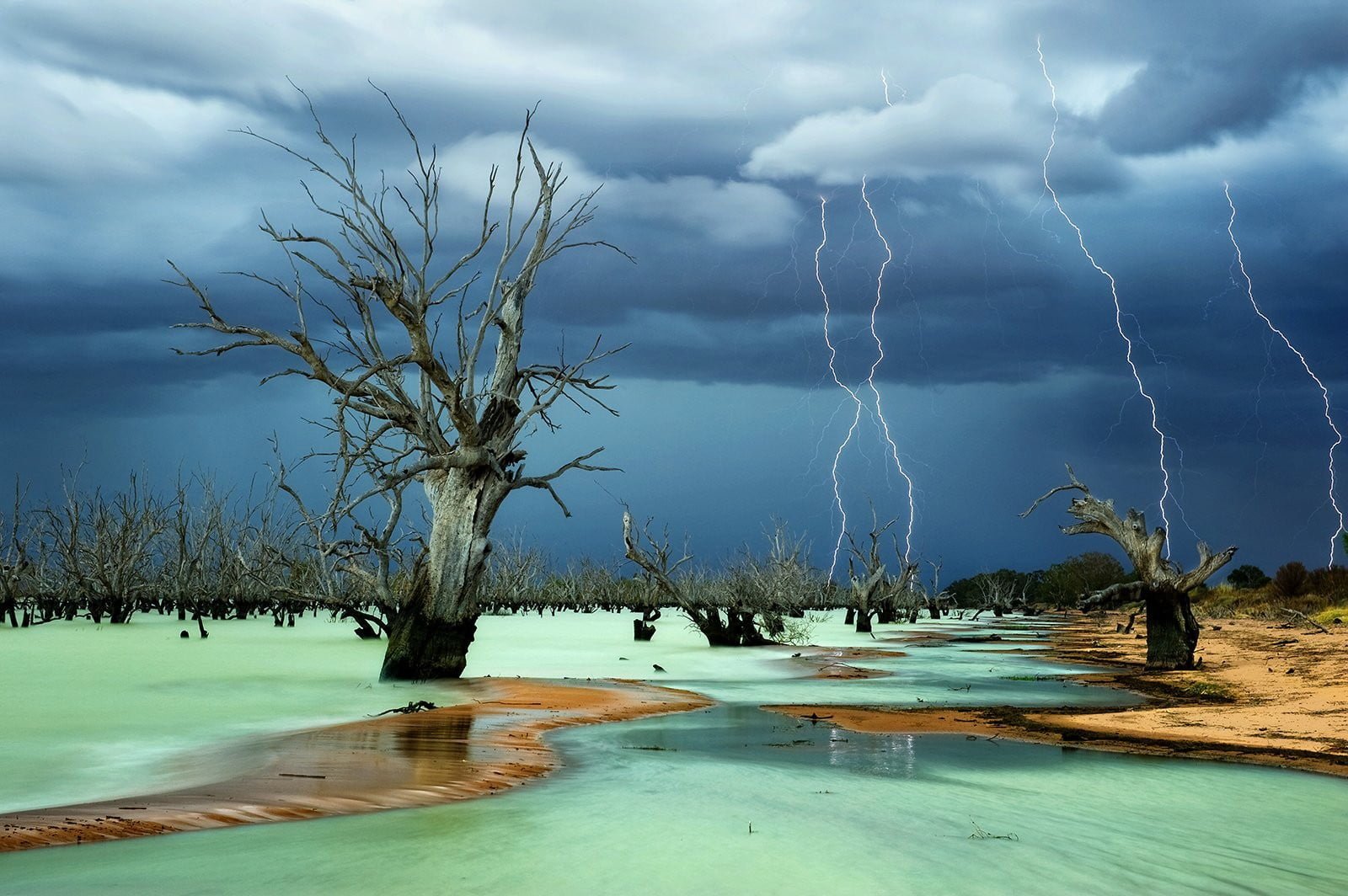 gray tree bark lightning storm dead trees beach nature cloud sky 2k