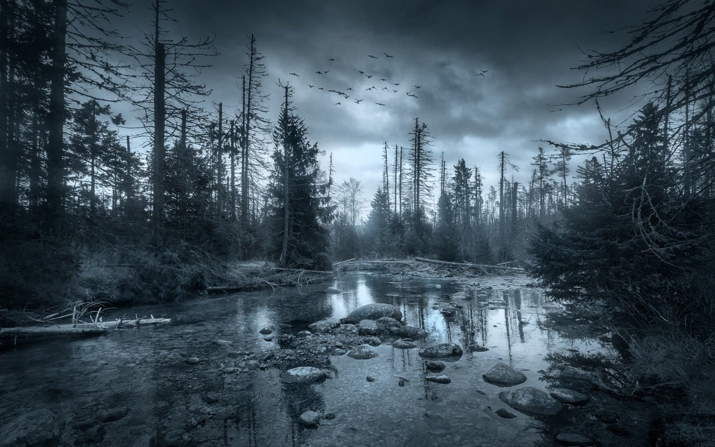 grayscale photography of trees near calm body water nature