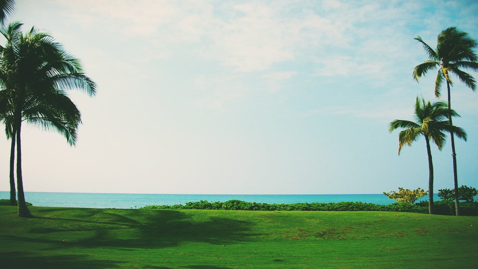 green grass and coconut trees palm beach Sun sky plant 2k
